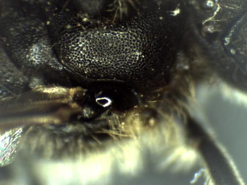 Réf. 299 970 : Lasioglossum sp.
